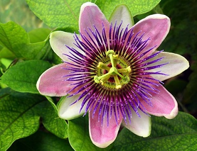 گل ساعتی